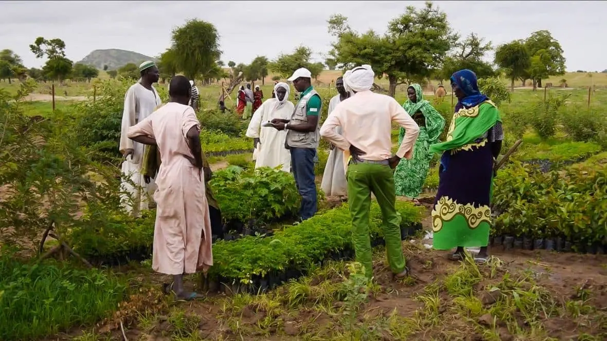 Local farmers gather at Djedidé nursery in Chad.