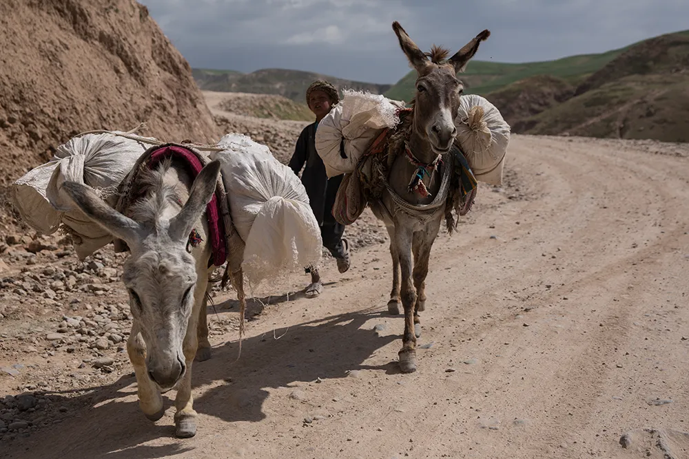 Donkeys on the road in Afghanistan