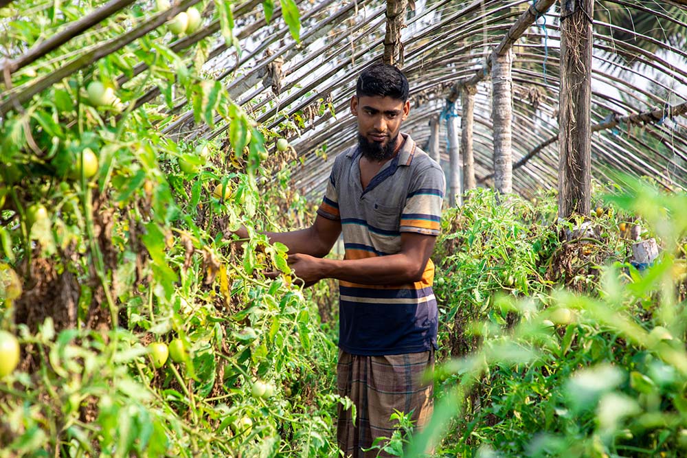 A man cultivating vegetables in Bangladesh