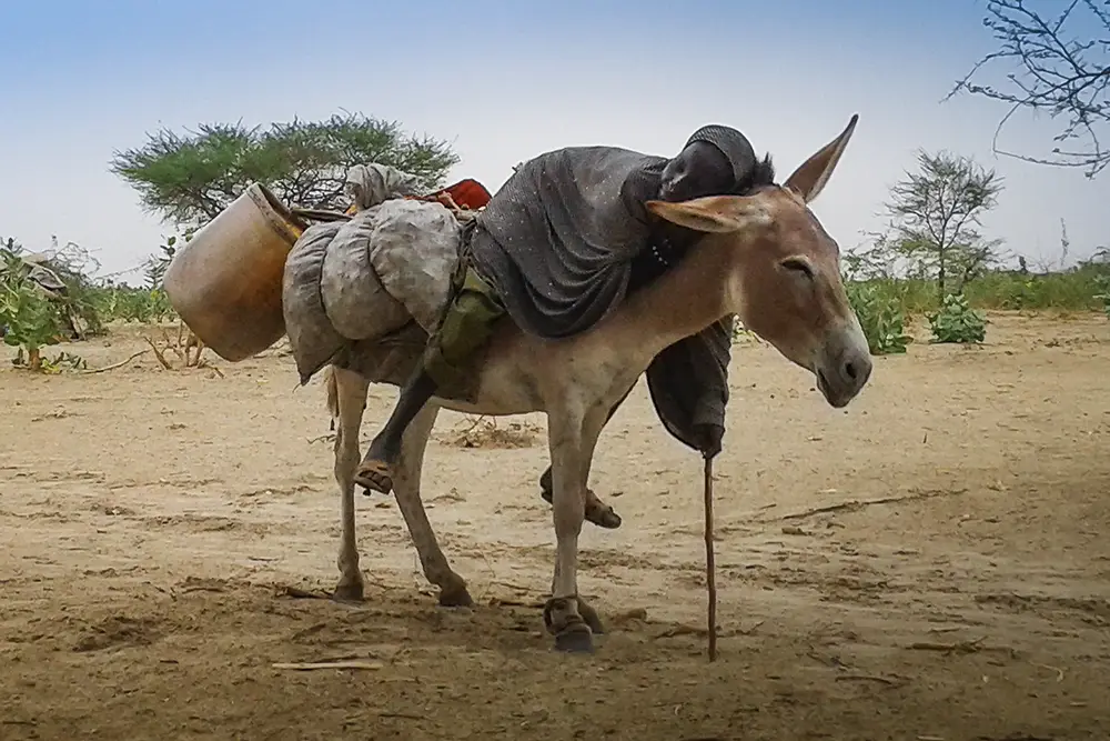 A sleeping girl on the back of a donkey in Chad