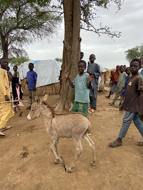 Donkeys hauling water in Chad