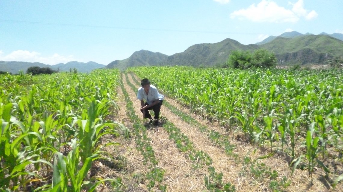 Conservation Agriculture at work in DPRK. (Photo: Concern Worldwide)