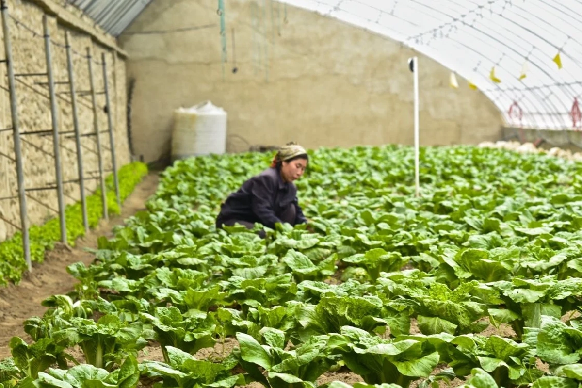 A Concern-supported agriculture project in the DPRK.