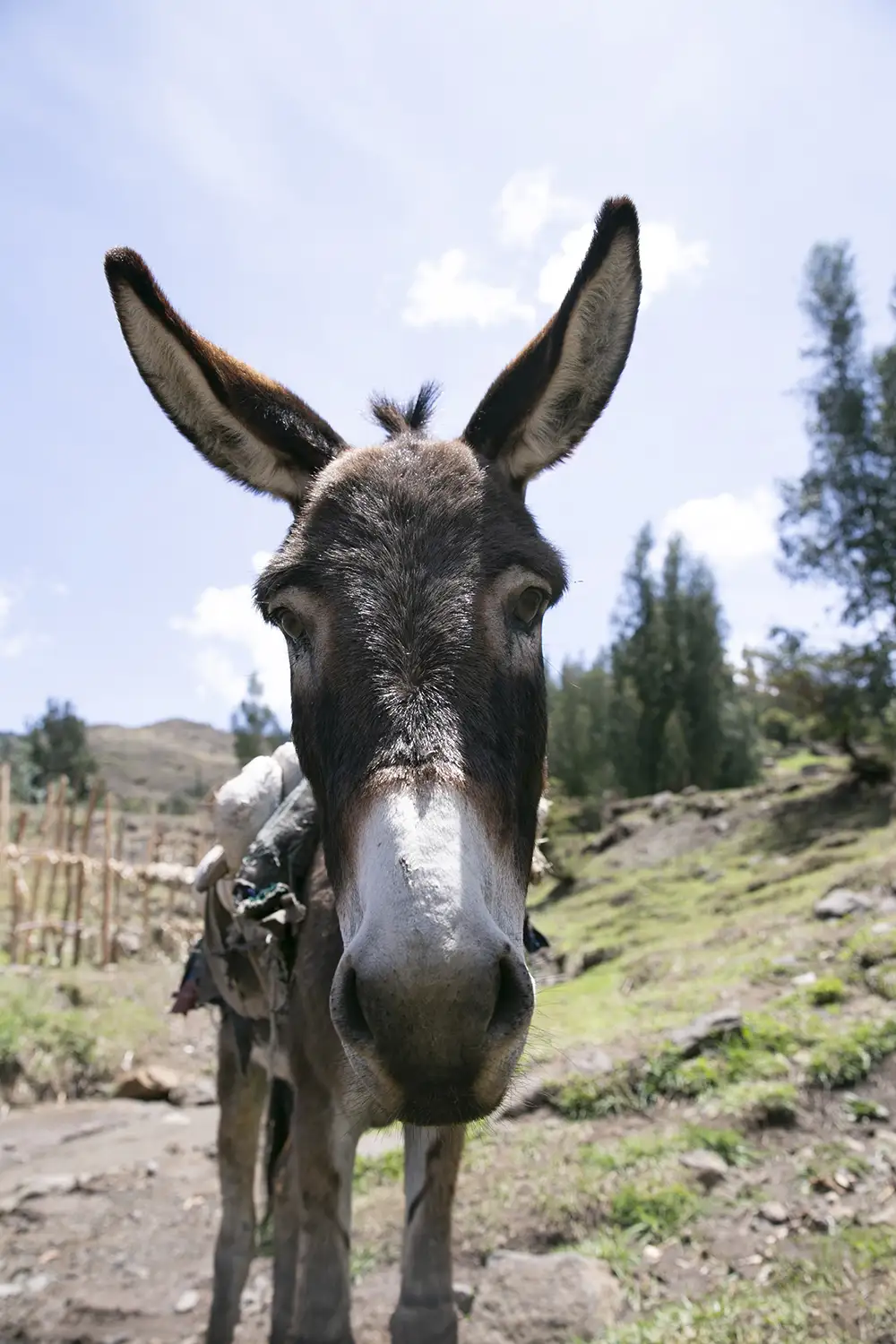 A donkey in Ethiopia