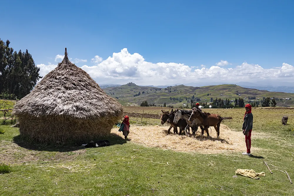 Threshing wheat in Ethiopia