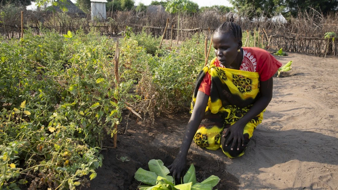 Nyabiel Nyang, a South Sudanese refugee, in her kitchen garden, which she started with the support of Concern in Pugnido Camp, Gambella, Ethiopia. (Photo: Kieran McConville / Concern Worldwide)