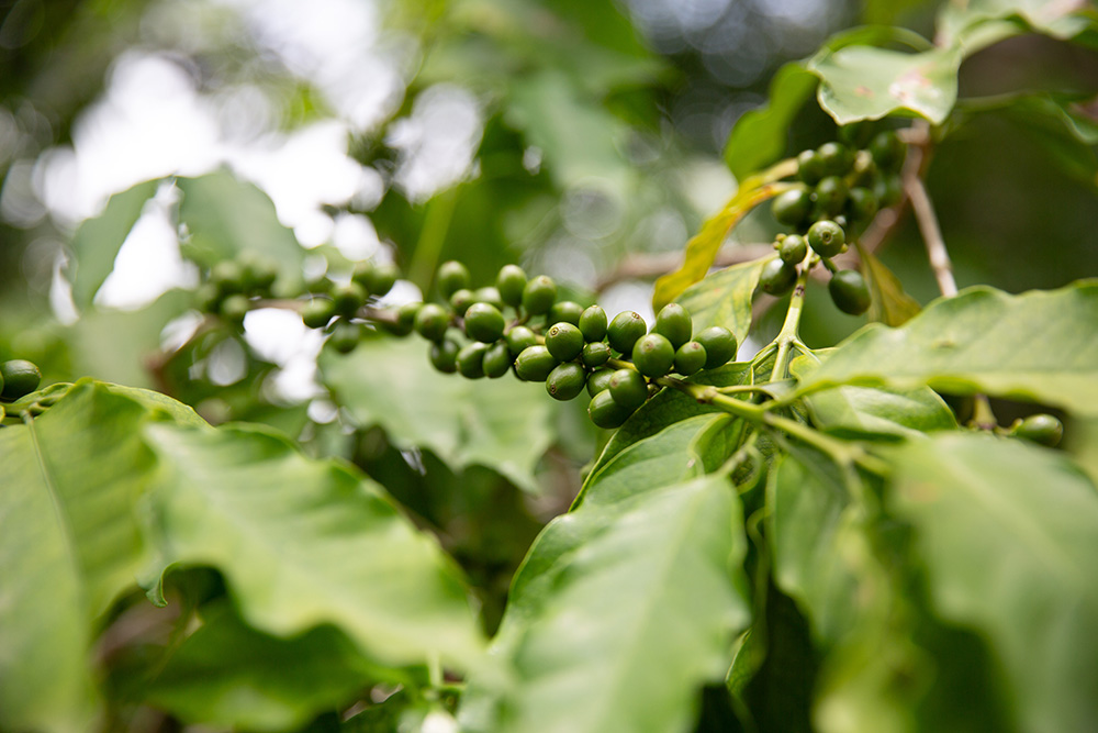 coffee beans on a tree in Haiti