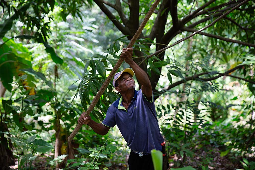 a man harvesting mangos in haiti