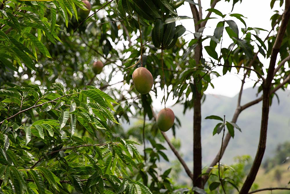 mangos on a tree