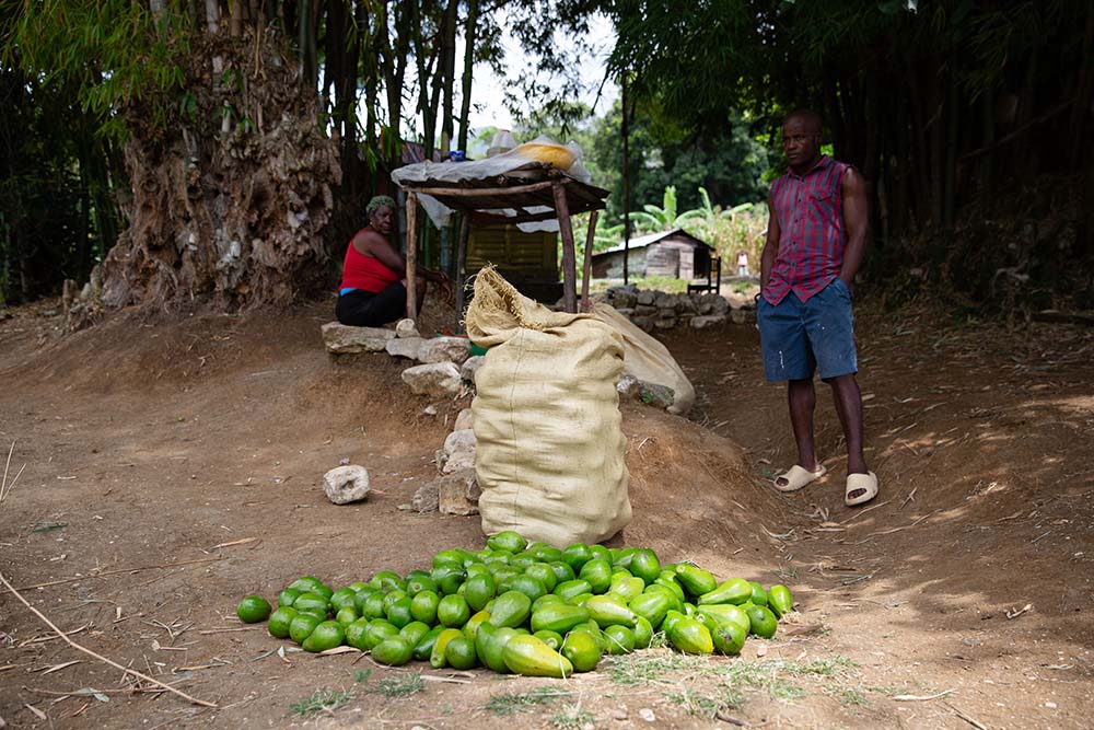 mangos for sale on a roadside in haiti