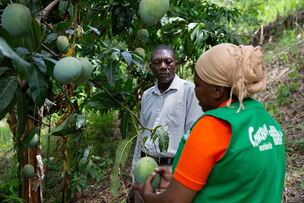 mango farmer with concern worldwide staff member in Haiti