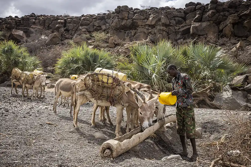 A donkey hauls water in Kenya