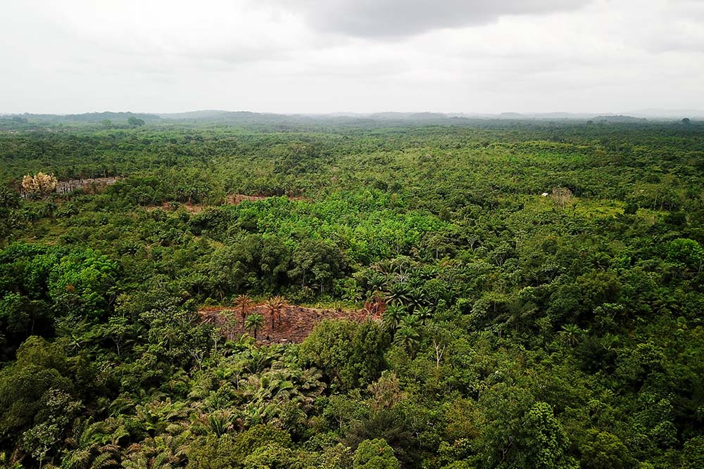 The Liberian bush seen from above