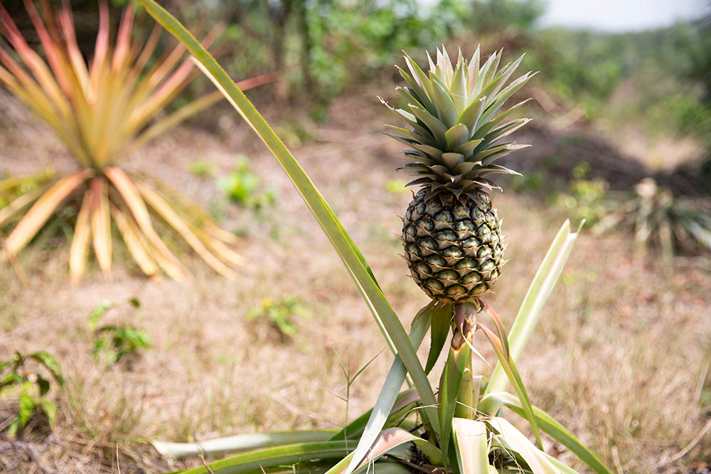 A pineapple in Liberia