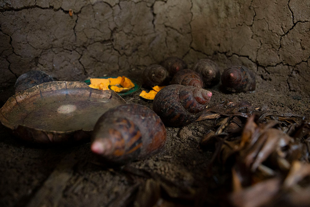 Snails in Liberia