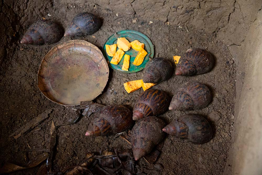 Snails feeding in an enclosure