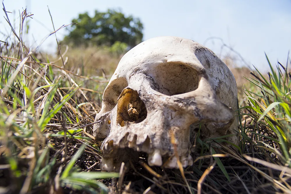 A skull in the floodplains of Malawi.