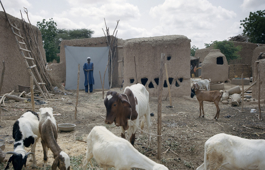 Nigerien farmer and herder with his flock
