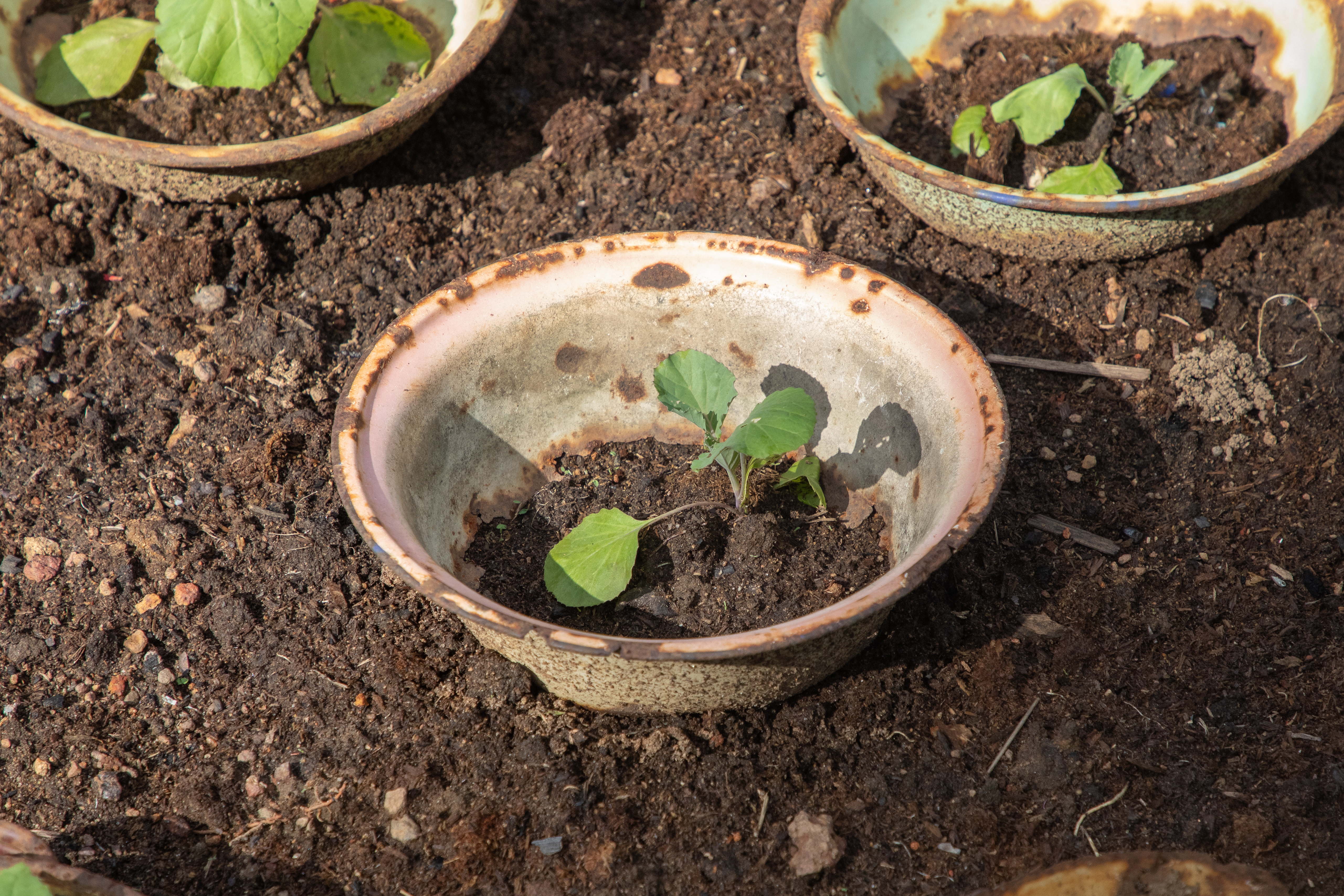 Cabbage seedlings protected by bowls against crickets