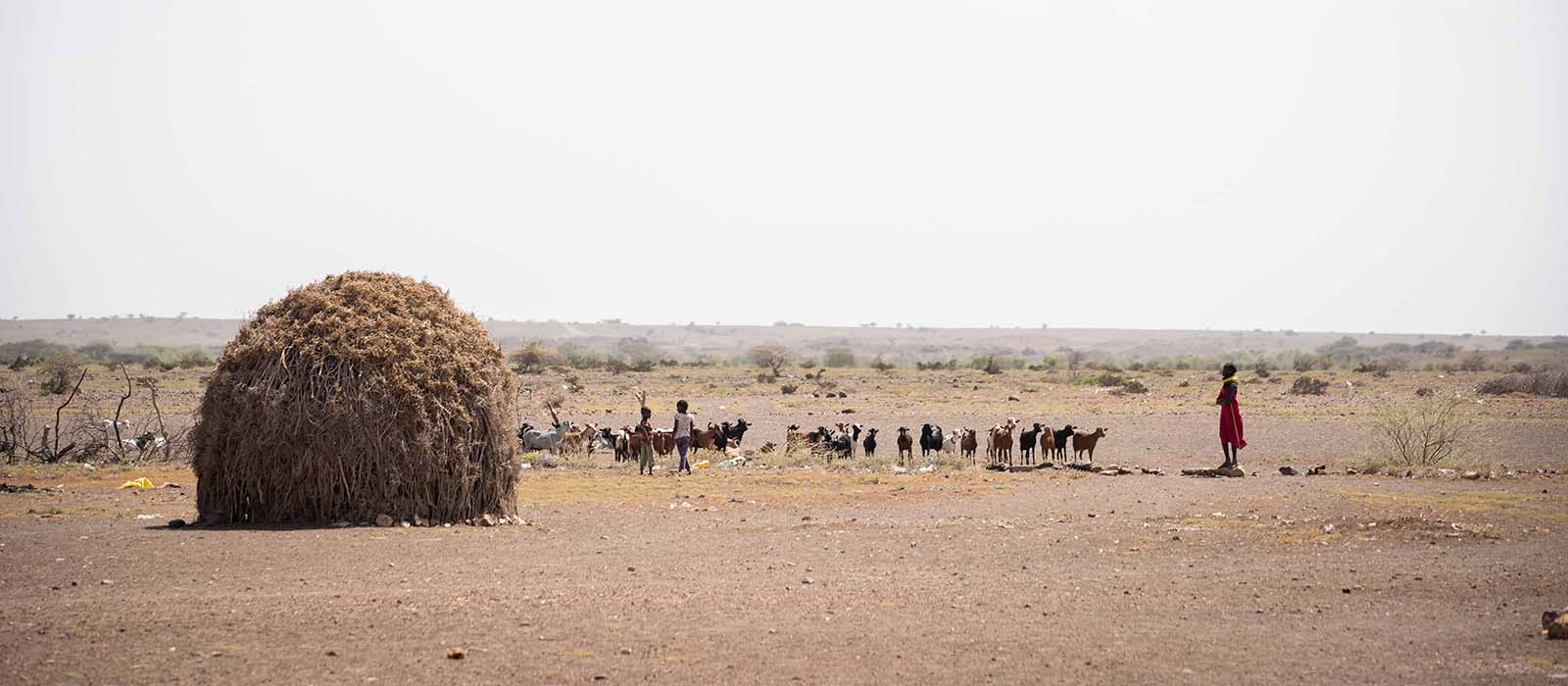 A pastoralist home with livestock in Turkana Kenya