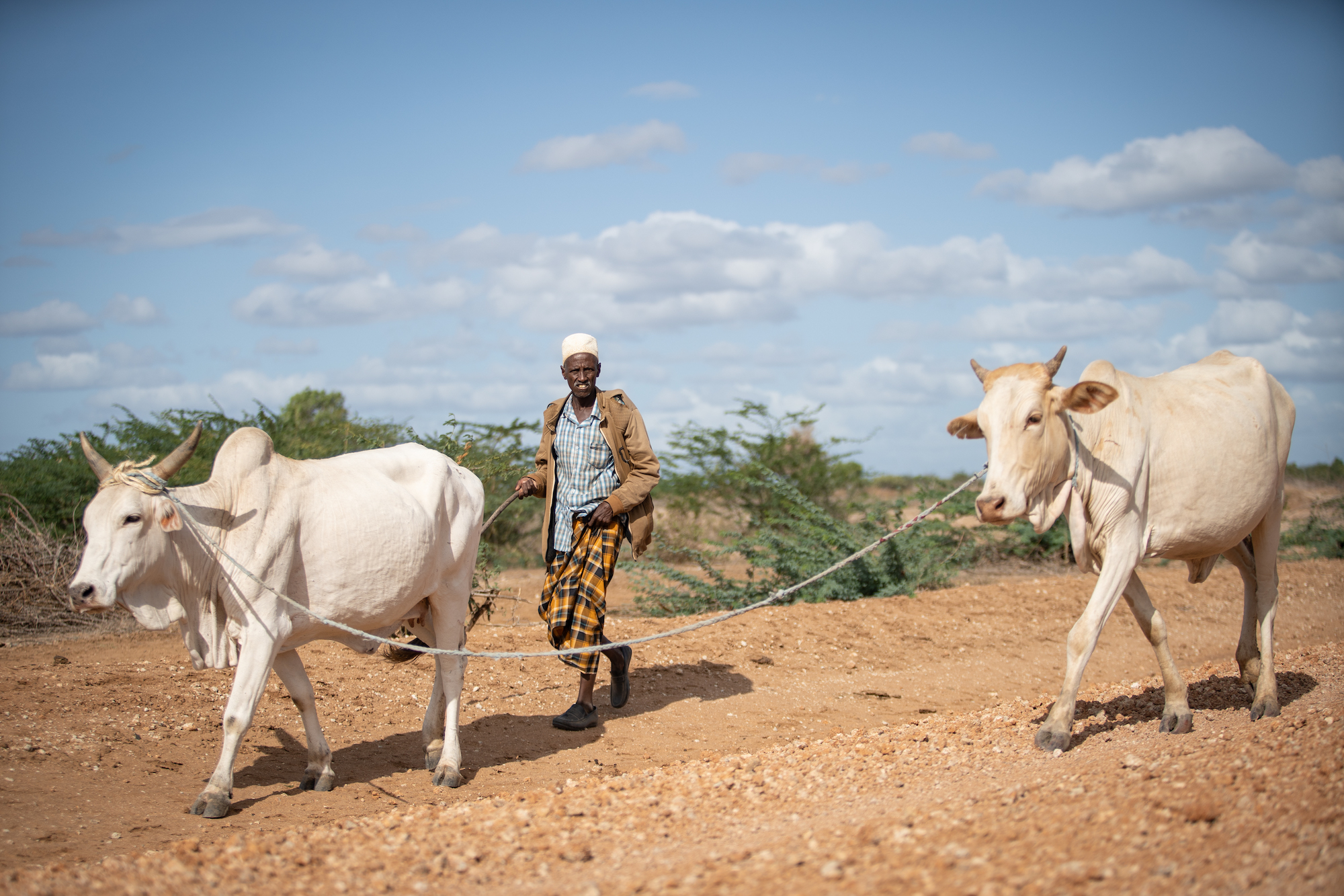 Arri Kote Kumbi walks with cattle down a dusty path in Matanya village, Tana River County in Eastern Kenya