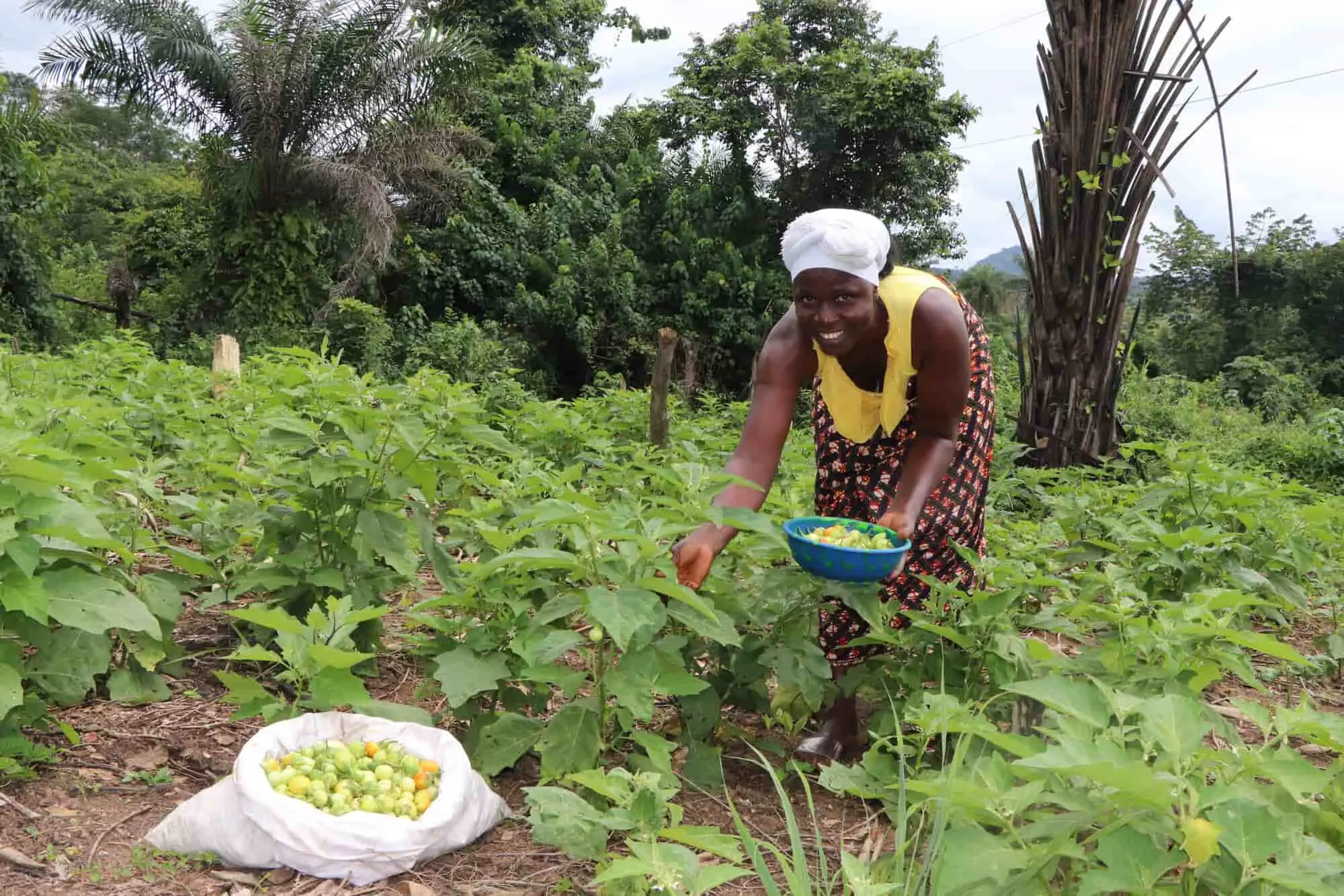 Small-scale producers key to attaining food security and ending hunger, Working in development