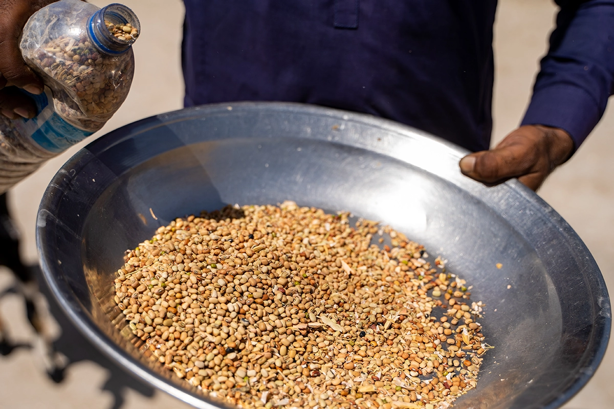 Nandu holds a handful of seeds that he plans to plant in their agricultural land in Tehsil Chachro, Tharparkar, Pakistan. (Photo: Arif Shad/Ingenious Captures/Concern Worldwide)