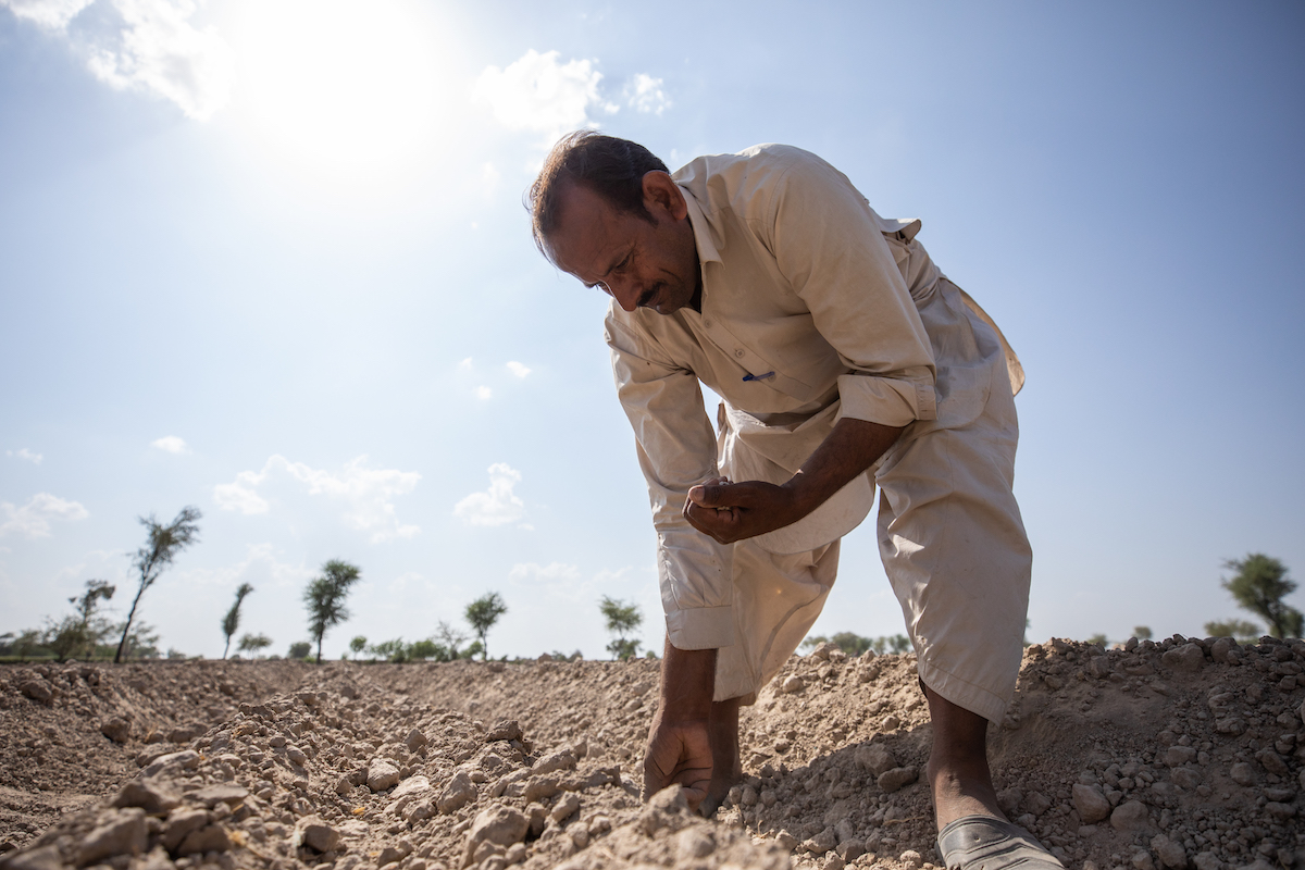 Maula Dinno, photographed here in April 2023, is a farmer in Sindh. He sows cotton seeds on the farm land. He attended trainings at a farming school facilitated by Concern Worldwide and also received the cotton seeds to help him overcome the losses he faced during the floods in 2022. (Photo: Khaula Jamil/DEC/Concern Worldwide)