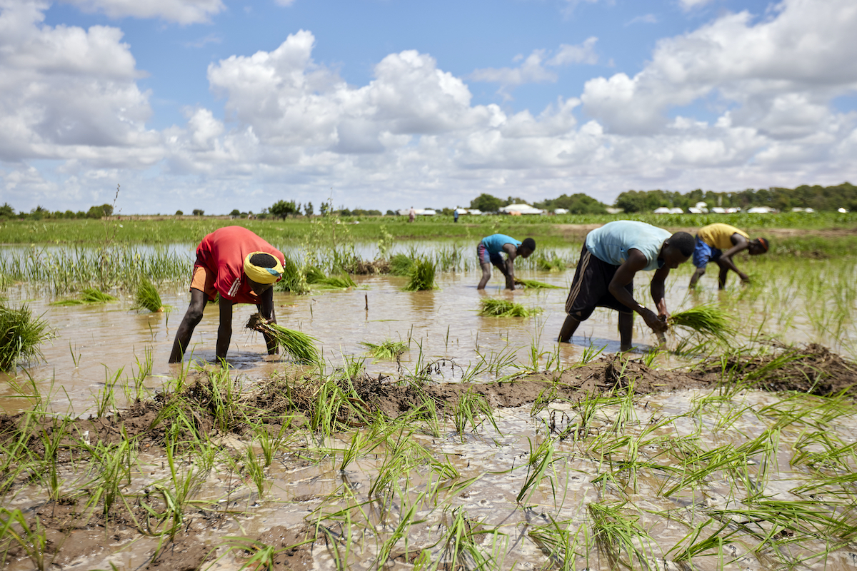 Residents of Beledweyne, Somalia preparing for increased rain due to the 2023 El Niño, which led to severe flooding in the Horn of Africa.