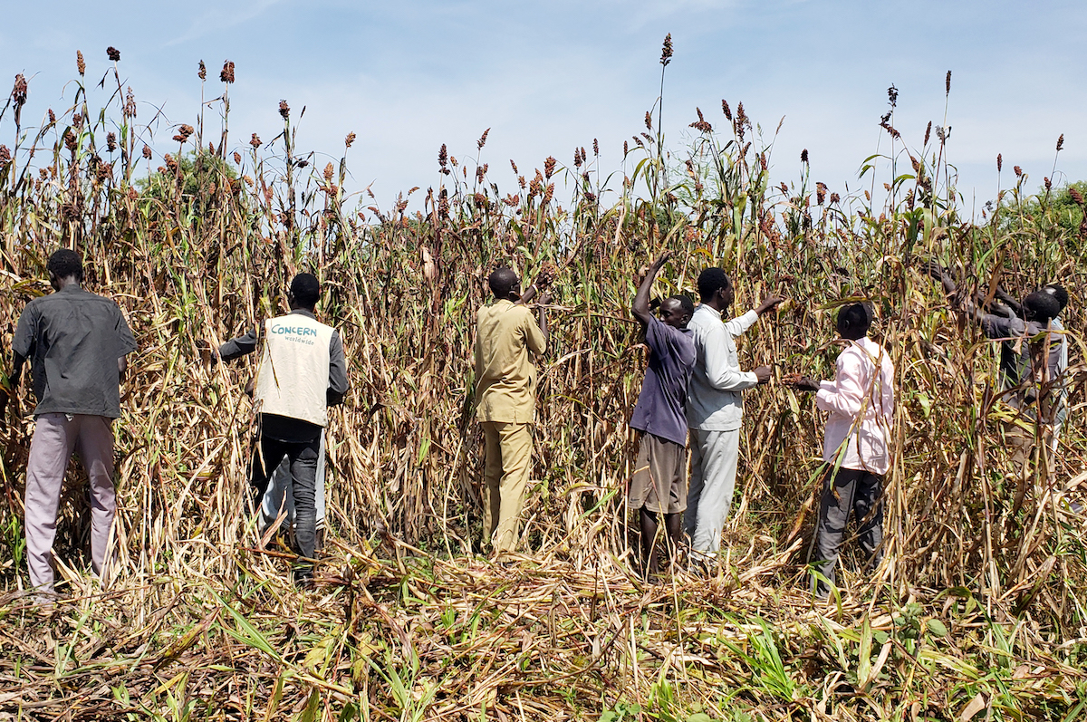 Concern together with County Agriculture department and other stakeholders visited one of the block farms in Warperdit village and individual households who are currently harvesting sorghum. The team observed good progress and community gradually taking ownership of their needs. (Photo: Rocky Roselle Emma/Concern Worldwide)