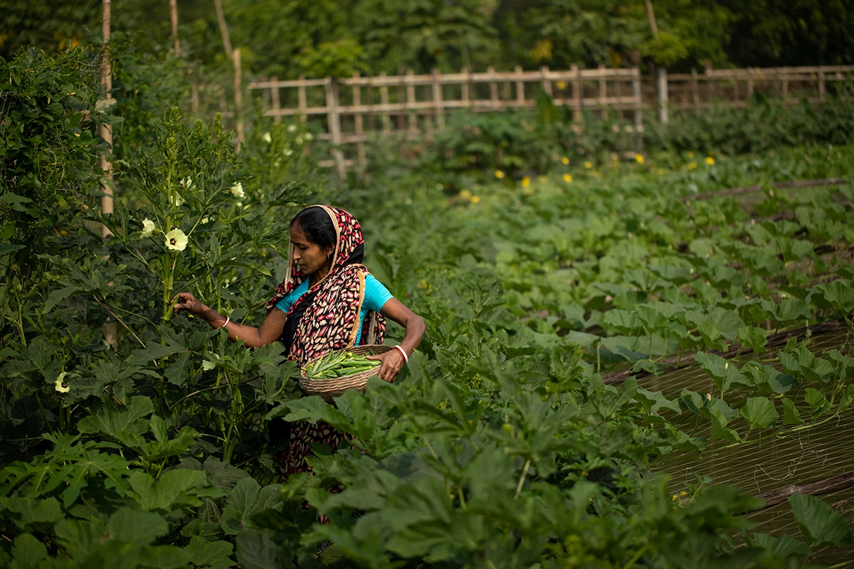 Shikha Ray harvests fresh produce of okra from her newly-leased composite vegetable garden, part of a project in Bangladesh to improve agriculture and livelihoods in the face of the worsening climate crisis. (Photo: Mumit M/Concern Worldwide)