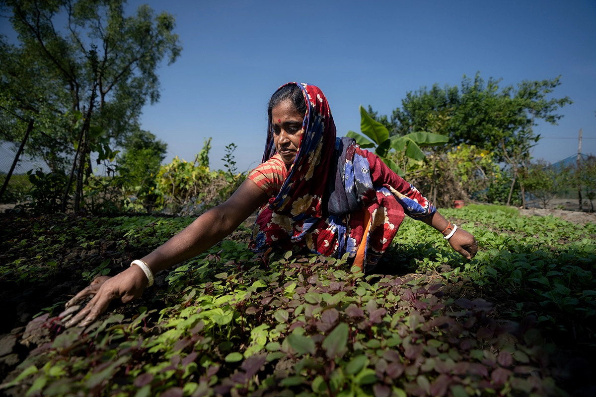 Moyna Sarkar tends to her garden in Kalabogi, Dacope, Bangladesh. (Photo: Mumit M/Concern Worldwide)