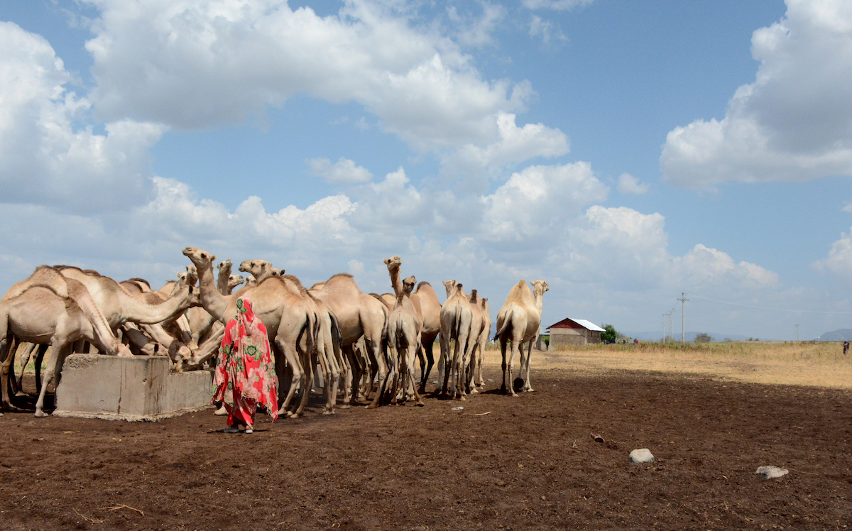 Before the drought of 2020 Qabale had 20 camels but 12 died and 8 survived. Now four of her camels are pregnant and are due around April. Qabale sells camel milk at a kiosk. Qabale revived cash assistance during the drought period of 2020 - 2023. This money went mostly towards purchasing food. Without this money Qabale believes all 20 camels would have died. (Photo: Shaloam Strooper/Concern Worldwide)