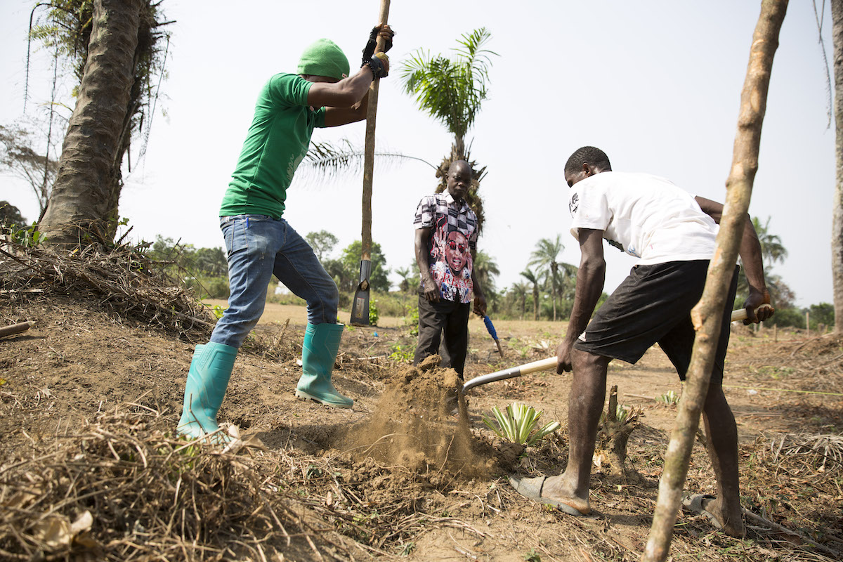 Preparing the ground for planting tree saplings at an agroforestry project in Grand Bassa, Liberia being supported by Concern under the Irish Aid-funded LIFE program. (Photo: Kieran McConville/Concern Worldwide)