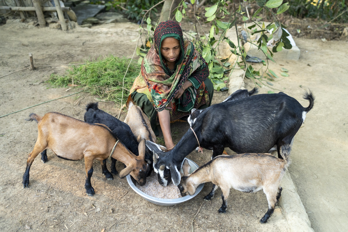 Hazera Begum was able to build a goat shed in her home in Cox's Bazar, Bangladesh, through the BPRM project.