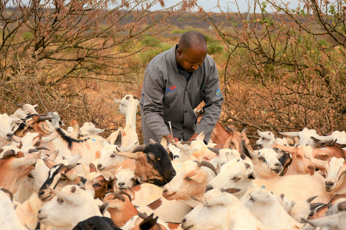 Goat vaccinations in Marsabit County, Kenya.