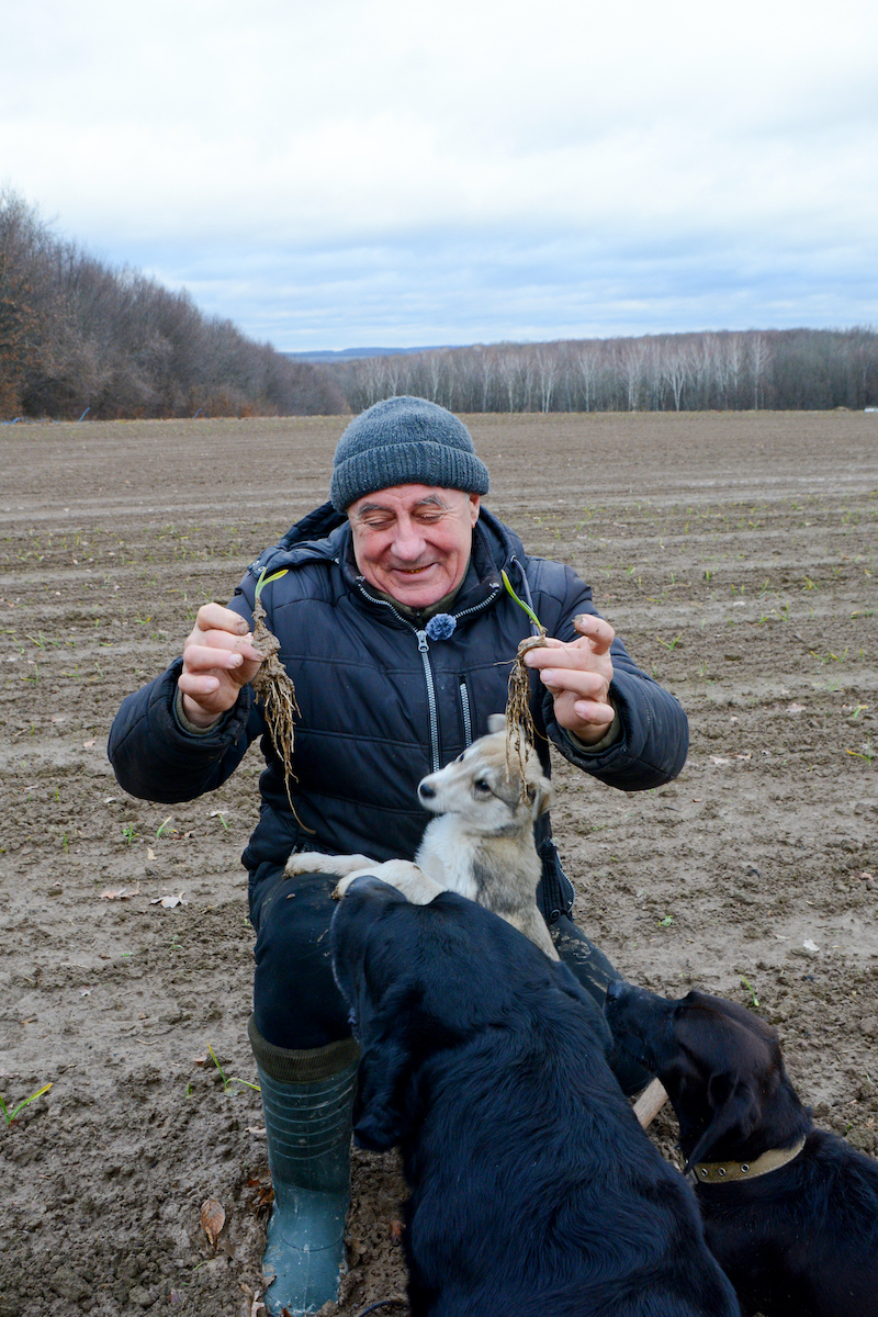 Farmer Ivan Zakharenko (64) grows garlic in Zhenyshkivtsi village, Khmelnytska Oblast, Ukraine. Ivan received a grant to help him get back on his feet after relocating from the occupied South. With the grant money, Ivan was able to purchase a tractor, an agro-navigator and a cargo trailer which helped him plant 20 hectares of garlic. Photo: Iryna Kotelnykova/JERU