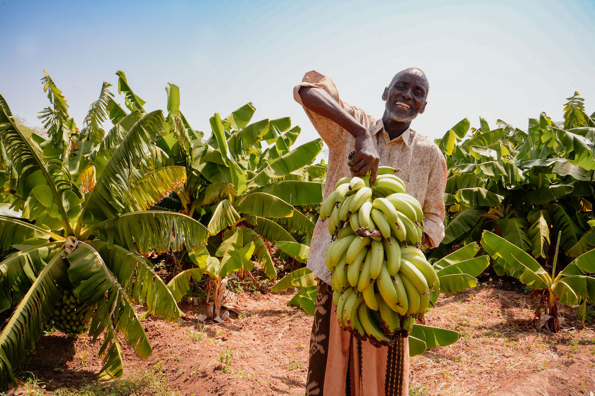 Hussein Abdulahi Hussein (60) is a farmer and a father of 12 in the Somali Region of Ethiopia. He leads a group of 45 farmers supported by the Hannano Program. With this support, they received improved variety of seeds, a generator, fuel, water pumps, and training. (Photo: Adnan Ahmed/Concern Worldwide)