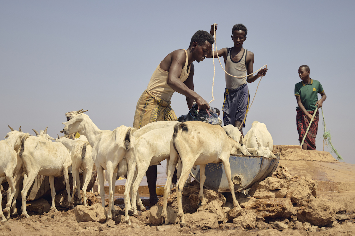 Mohamed*, a resident of Somalia's Galmudug region, tends to his goats amid harsh drought conditions.  (Photo: ICRC)