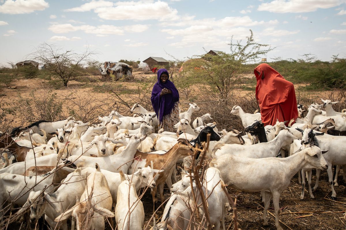 Farming and pastoralism in Somalia's Bental village.