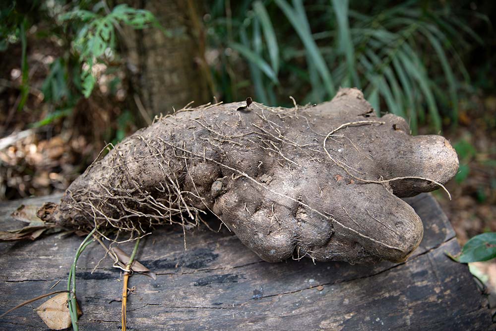 A bush yam in Sierra Leone