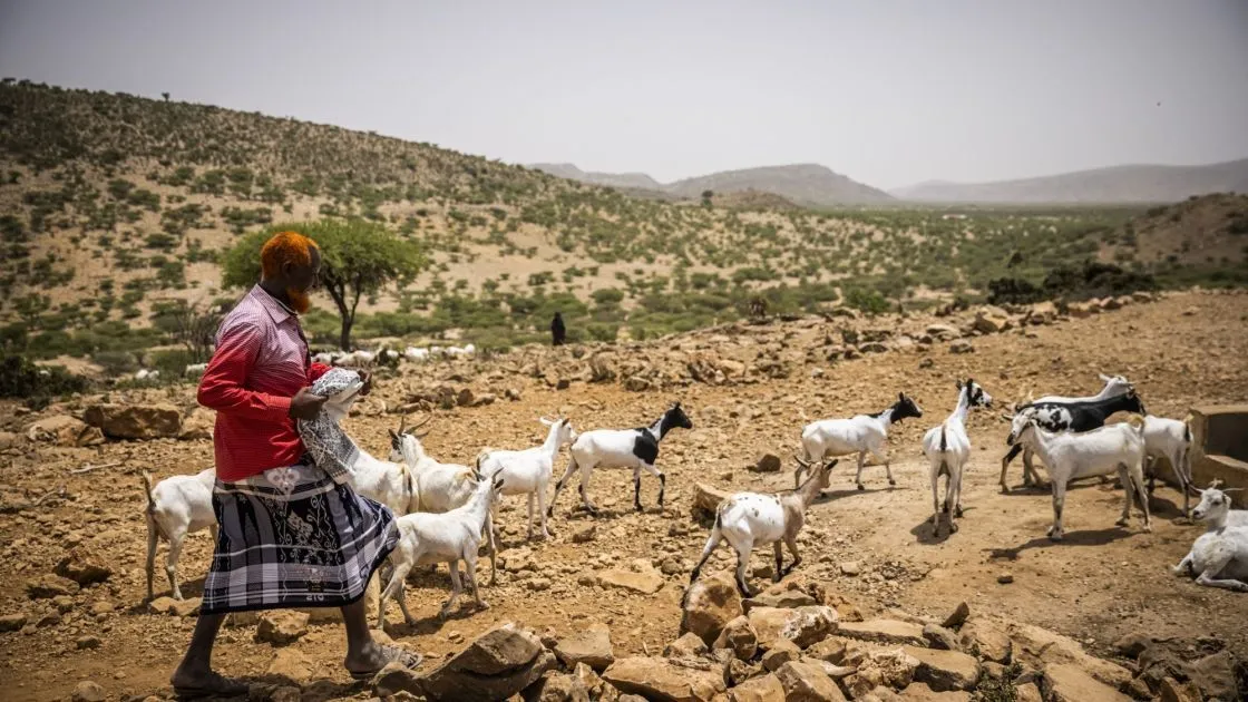 Abdi Jama with his sheep and goats in the water project in Dhidhid, Borama District Awdal in Somaliland