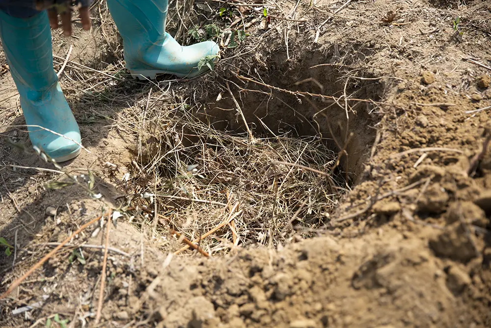 A hole fo a tree in Liberia