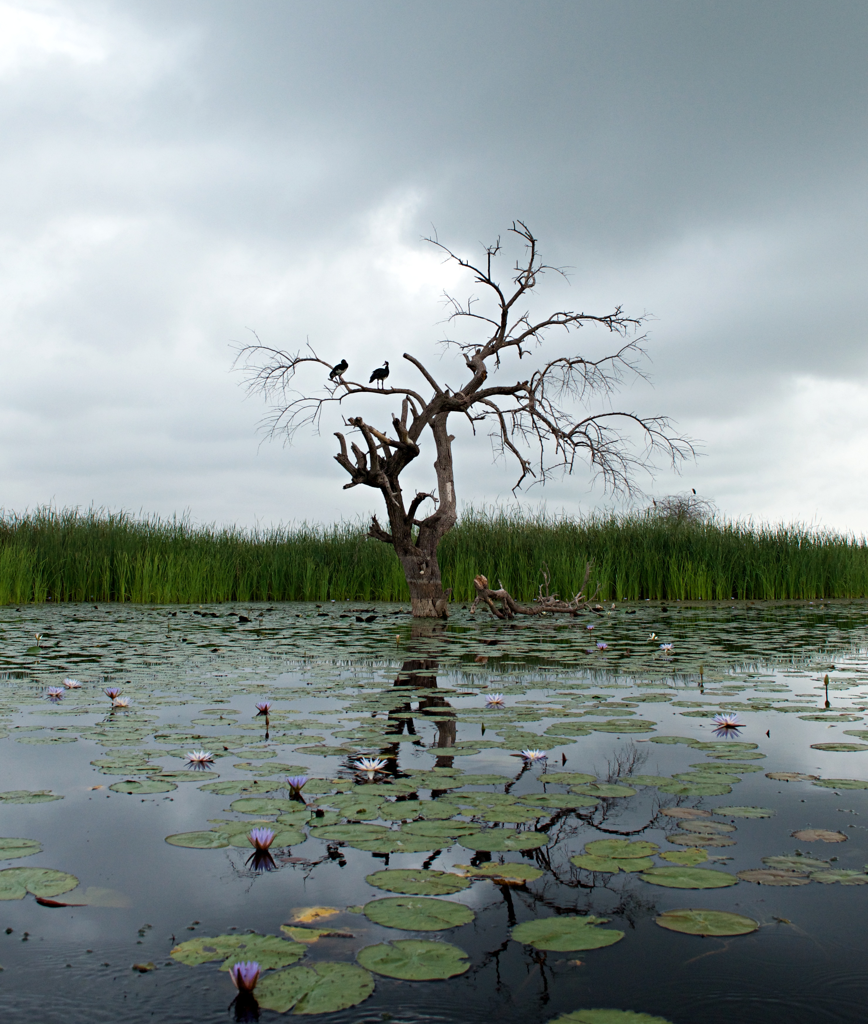 Sudd, one of the world’s vastest wetlands_South Sudan