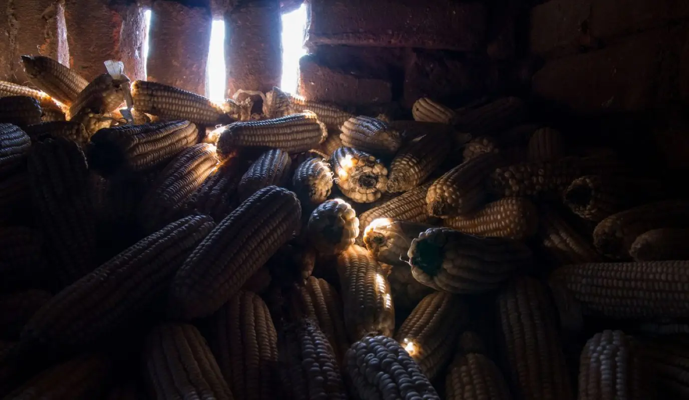 Harvested maize in storage.