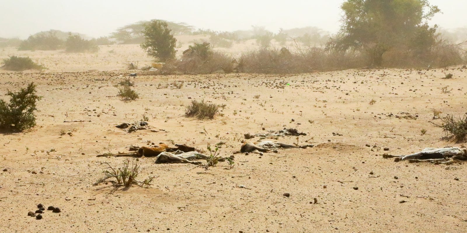 Dead goats in Northern Kenya