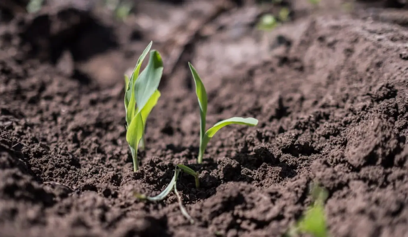 Fresh shoots of maize poke through the earth on Manuele Zivanhane's farm in Ndeja, Mozambique.