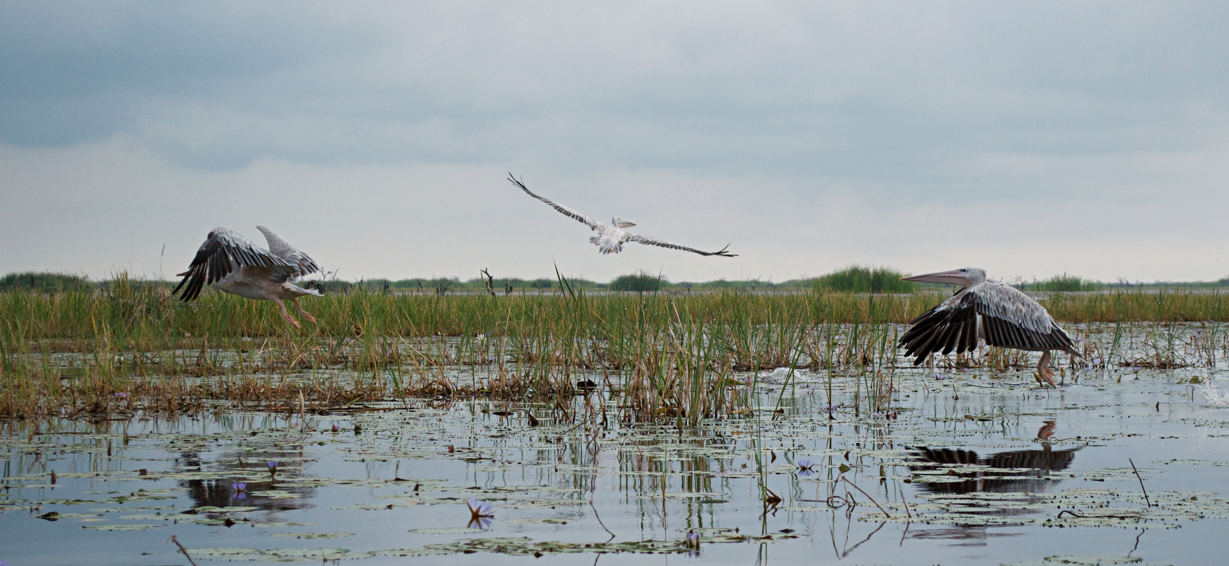 A group of pelicans on the Sudd, one of the world’s vastest wetlands_South Sudan