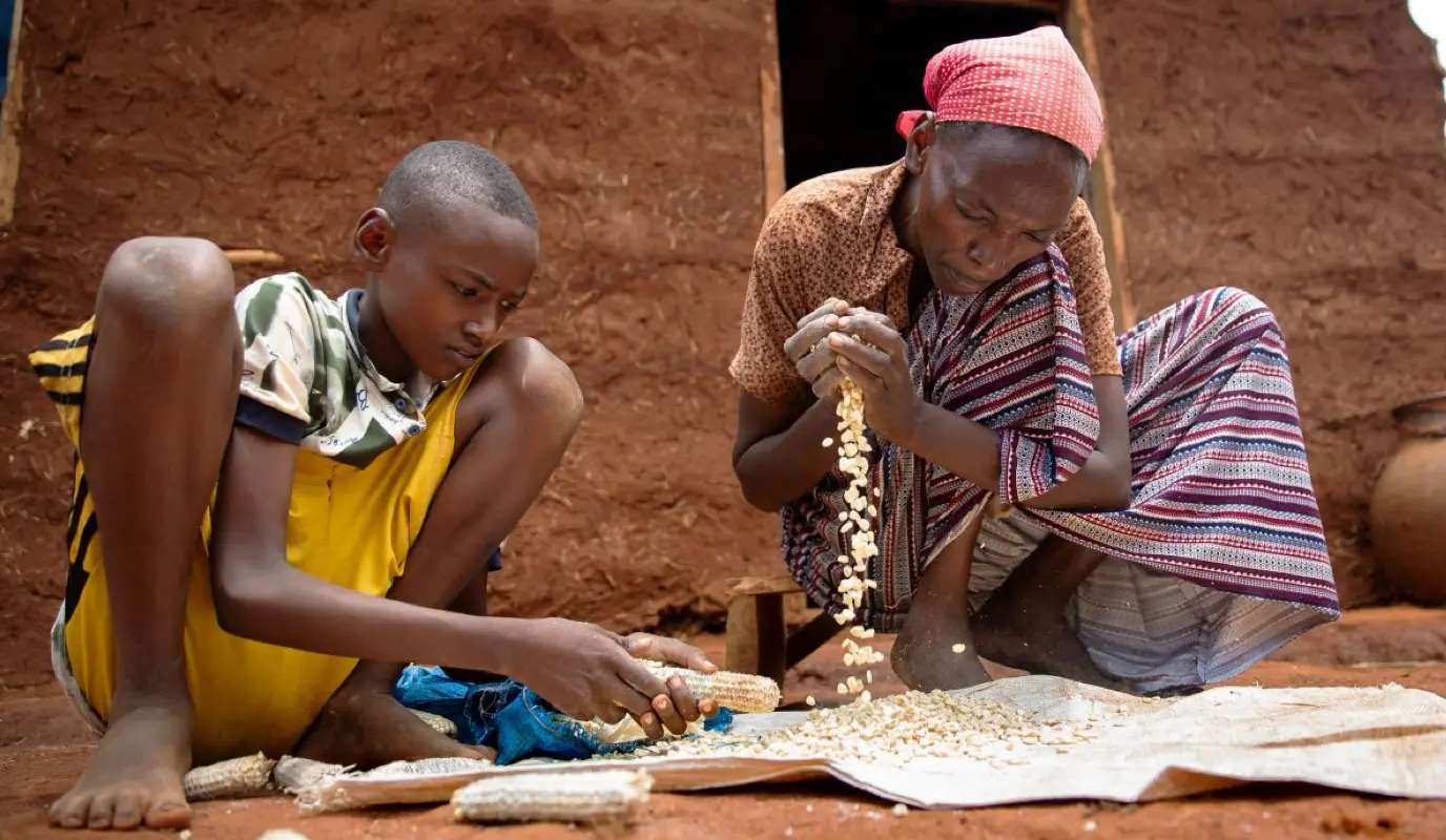 Stripping and sorting maize