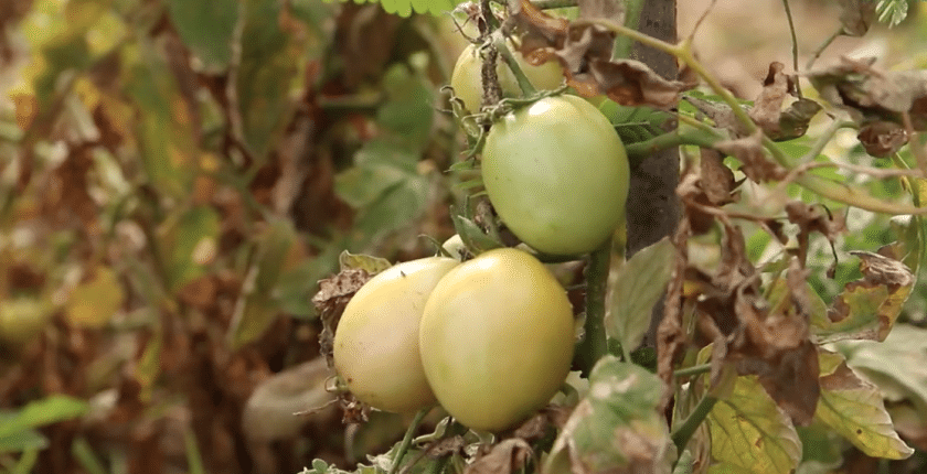 Tomatoes growing in Northern Kenya